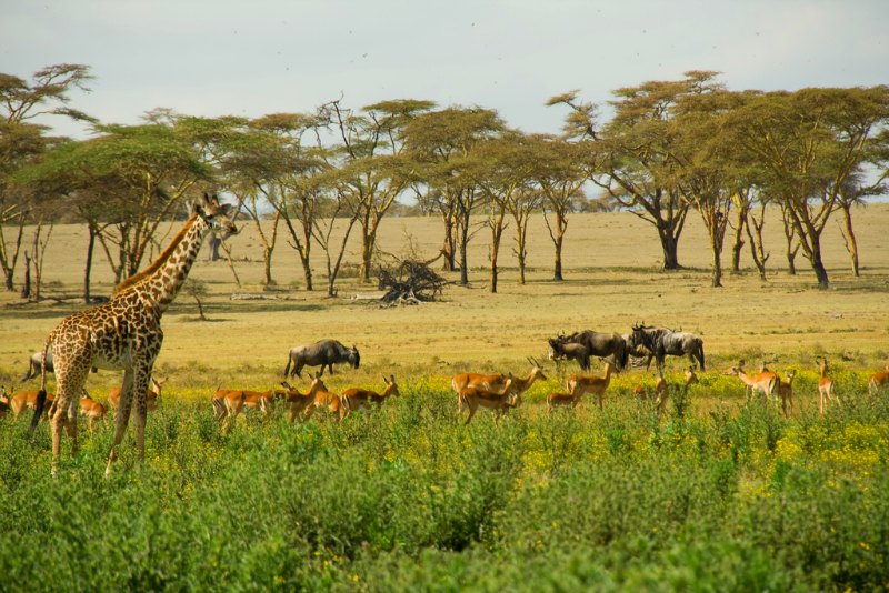 pays à visiter en 2016 - kenya