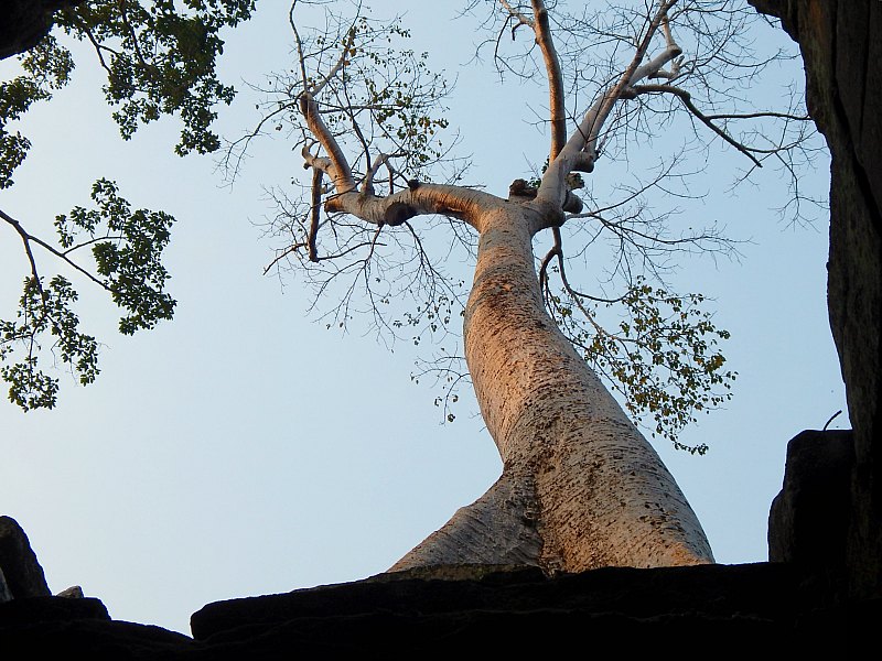 preah khan au cambodge