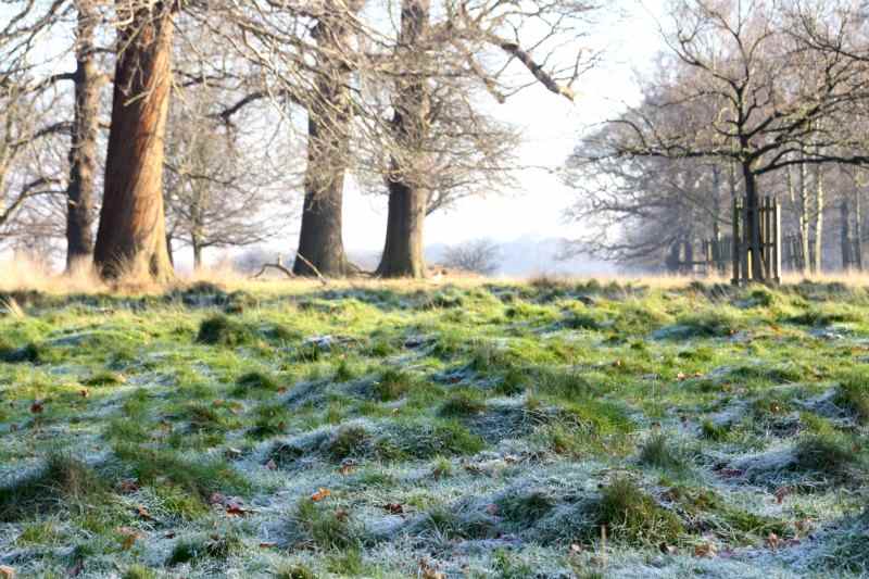 richmond park londres