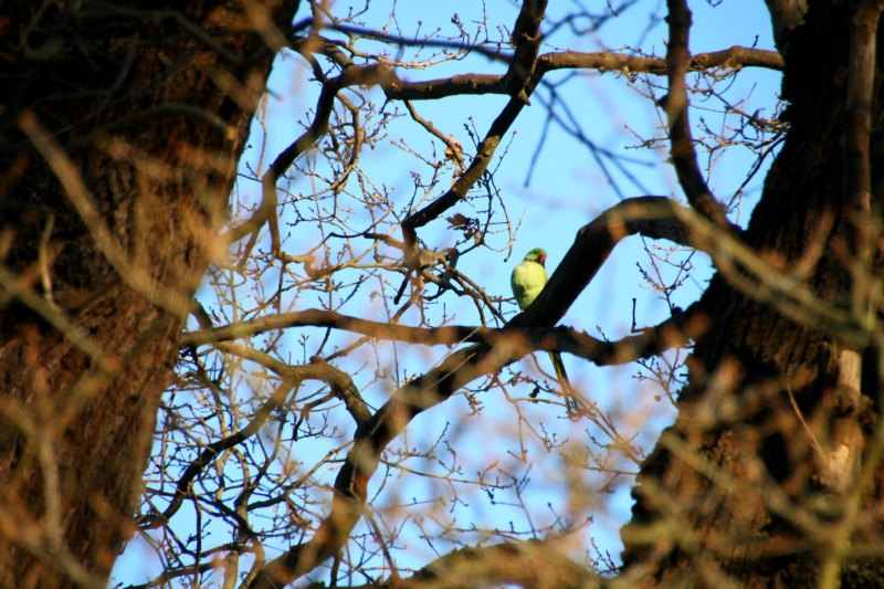 richmond park londres