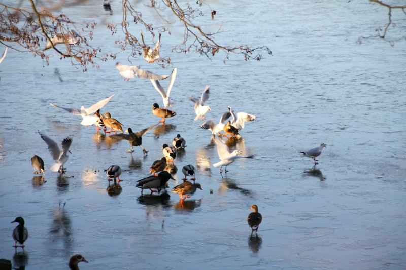 richmond park londres