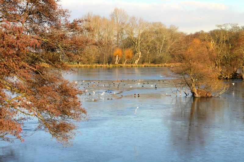 richmond park londres