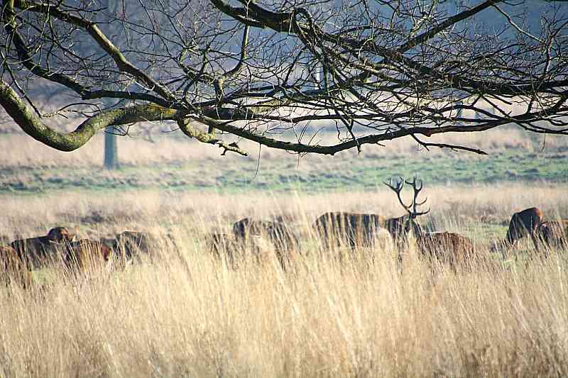 richmond park londres