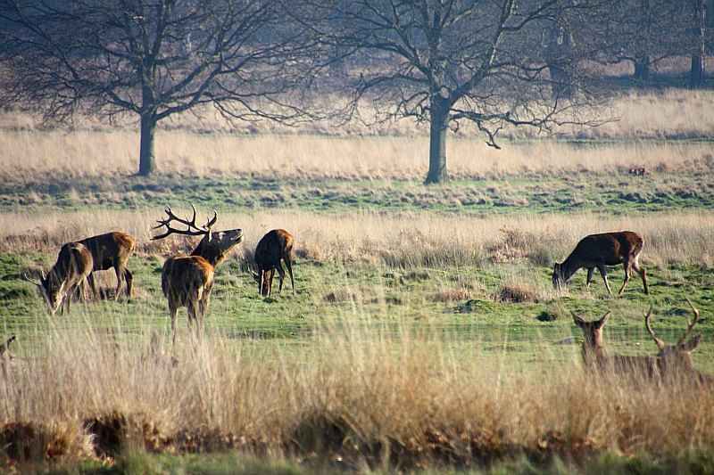 richmond park londres