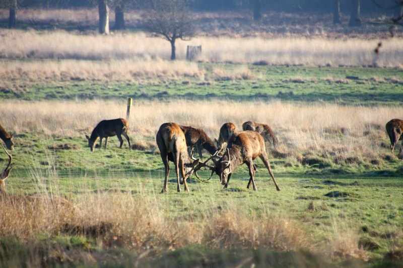 richmond park londres