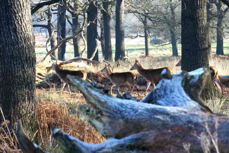 richmond park londres