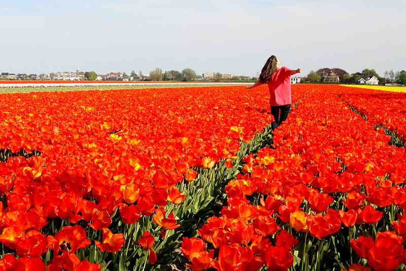 tulipes aux Pays-Bas