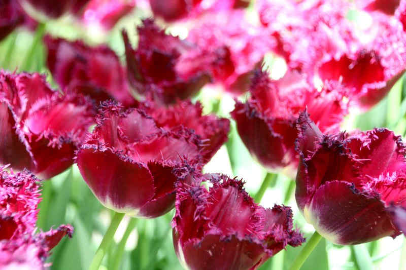 tulipes aux Pays-Bas