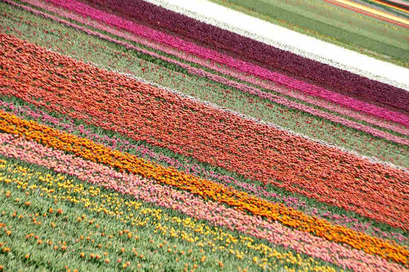 tulipes aux Pays-Bas