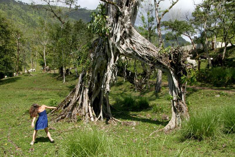 Arbre hors du commun à Lanquin