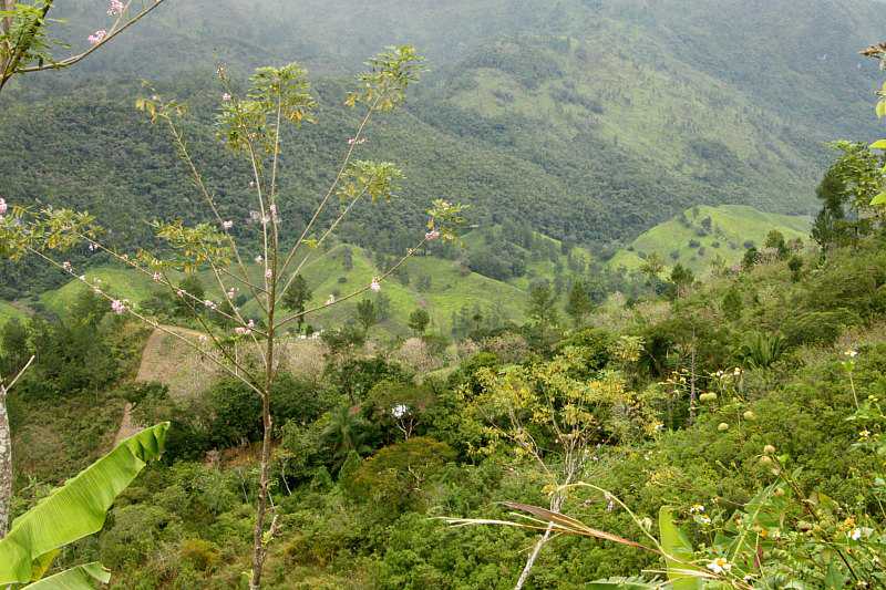 dans la jungle au guatemala