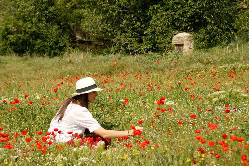 les coquelicots dans le Lubéron