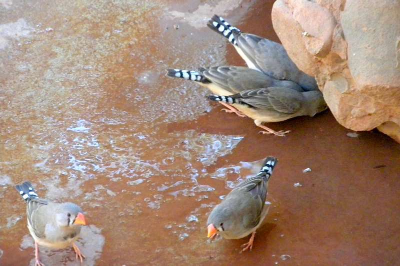 Road trip dans l'Outback en Australie