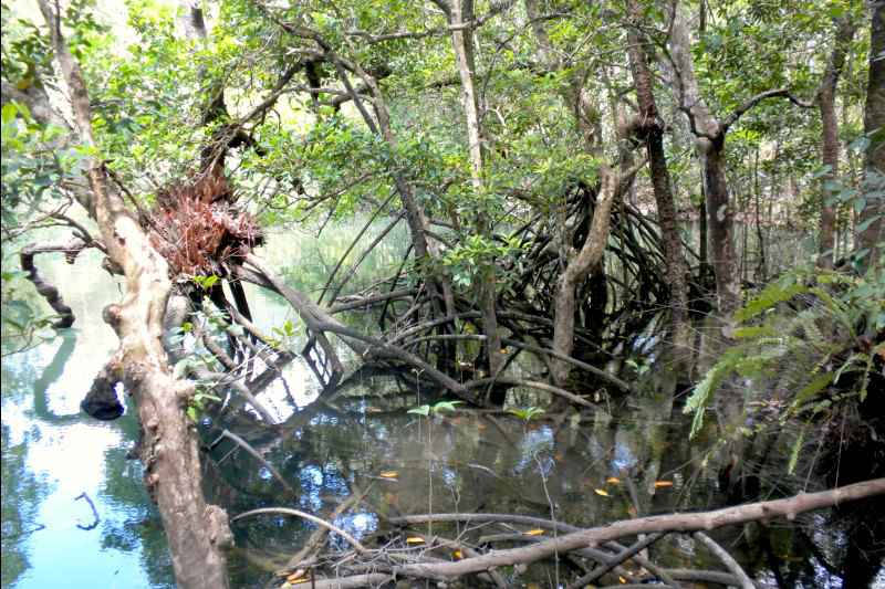 meilleurs road trip en Australie : daintree