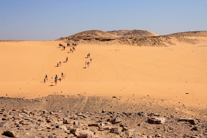 Visiter Assouan en Égypte : chameaux