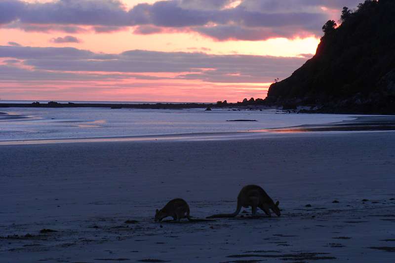 road trip sur la côte Est en Australie : cape Hillsborough 