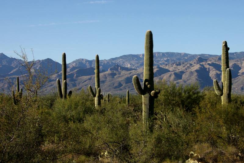 road trip aux États-Unis d'un mois : Saguaro National Park