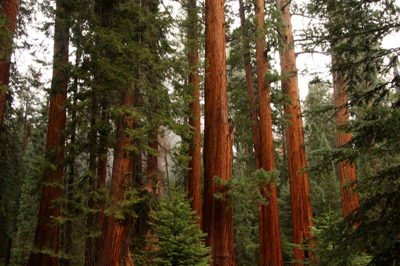 road trip aux États-Unis d'un mois : Sequoia National Park
